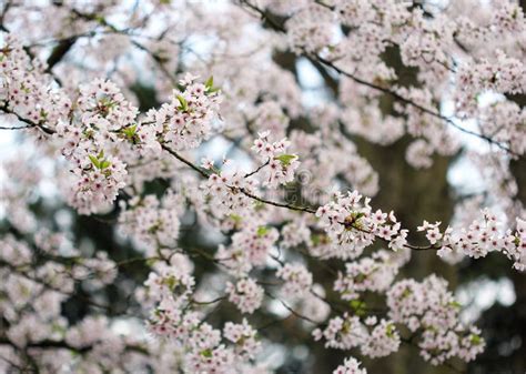 The Cherry Blossom in the Spring Garden Stock Photo - Image of spring, petal: 87593478