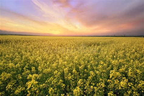 Canola Field Rapeseed Plant Stock Image - Image of flower, green: 136642349