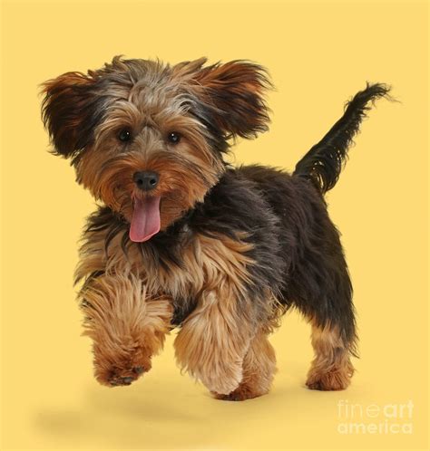 Everything about your Yorkipoo - LUV My dogs