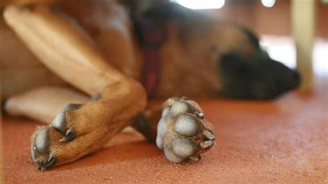 Rough, Dry or Cracked Dog Paws - Simple Home Remedies