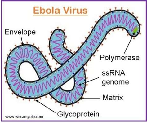 Ebola Virus Disease (EVD) - We Care