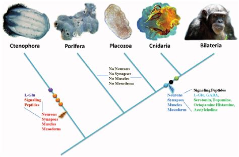 Parallel evolution of major transmitter systems in Metazoa. Five clades ...