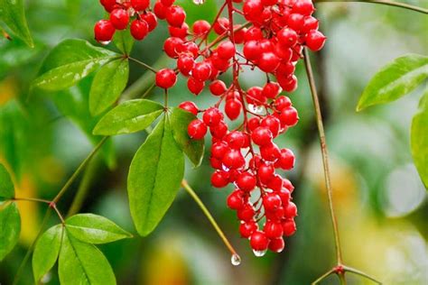 Great Shrubs with Berries for Winter Interest for New England