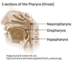 Hypopharyngeal Cancer | CancerIndex