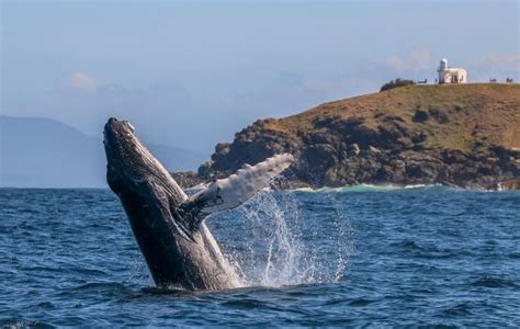 Whale Watching Port Macquarie | Sails Resort Port Macquarie