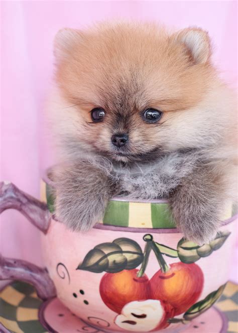 Teacup Pomeranian Puppy and Pomeranian Puppies at TeaCups Puppies of South Florida | Teacups ...