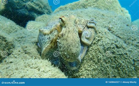 Octopus Vulgaris, Common Octopus Hunting. Stock Image - Image of underwater, common: 160866327