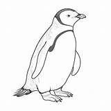 Premium Photo  Realistic Penguin Coloring Pages For Childrens sketch template