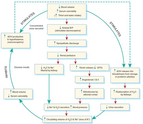 Fluid regulation cycle, including antidiuretic hormone (ADH) and the ...