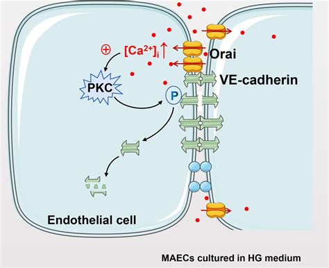 Orai–vascular endothelial-cadherin signaling complex regulates high-glucose exposure-induced ...