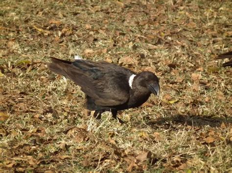 White-necked raven - Facts, Diet, Habitat & Pictures on Animalia.bio