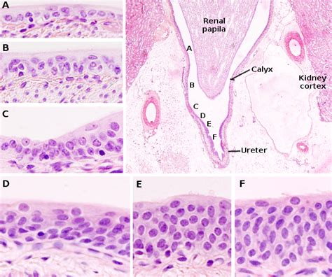 Transitional Epithelium Tissue