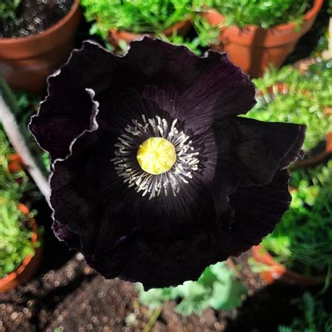 And how about an ACTUAL black poppy? "This fragile flower is made up of just a few tissue-thin ...