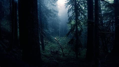 Dark Forest Wallpapers HD - Wallpaper Cave