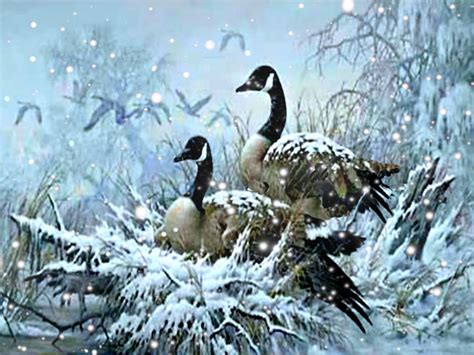 Snow Goose Wallpaper - WallpaperSafari