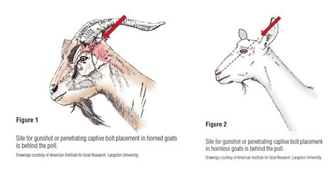 Steps for the Euthanasia of Goats – Ontario Goat