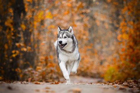 Husky Names: 200+ Powerful Female & Male Names in 2021.