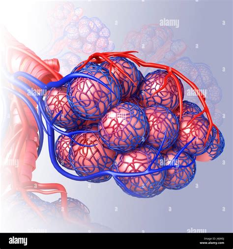 Illustration of the capillaries and alveoli of the lungs Stock Photo ...