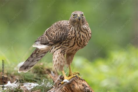 Northern Goshawk Stock Photo | Adobe Stock