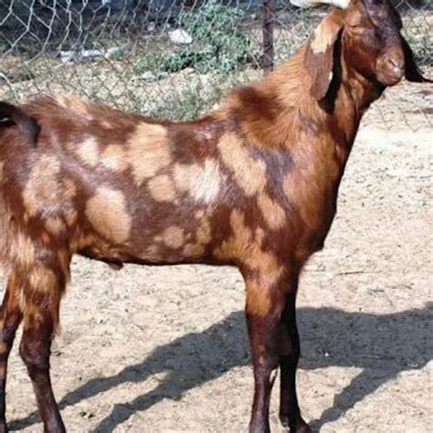 Male Sirohi Goat at Rs 500/unit in Pune | ID: 14420939355