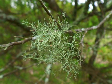 Free Images : tree, branch, leaf, flower, food, green, produce, evergreen, botany, flora ...