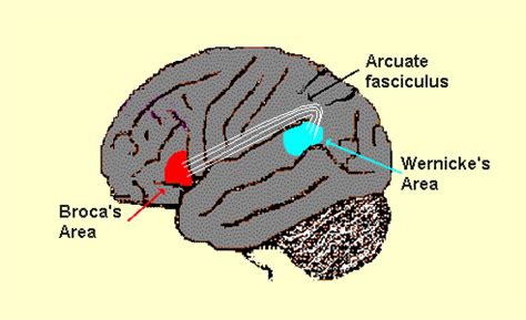 Neuroscience for Kids - Language