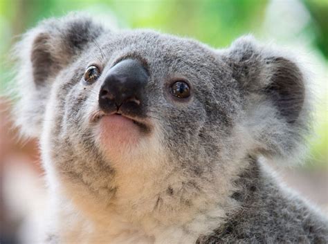 Are Koalas Mammals Or Marsupials - Pets Lovers