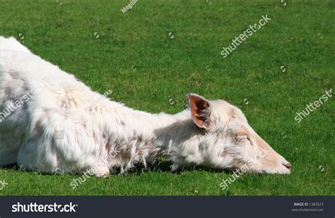 Sleeping Goat Stock Photo 1383527 : Shutterstock