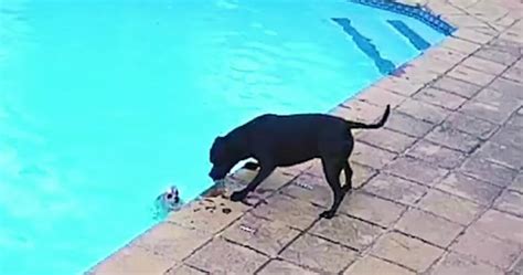 Dog Falls Into Pool While Humans Are Gone And Furry Sibling Saves Him