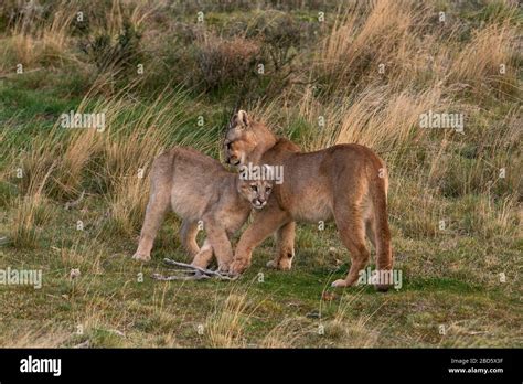 A Puma cub and its mother in South Chile Stock Photo - Alamy