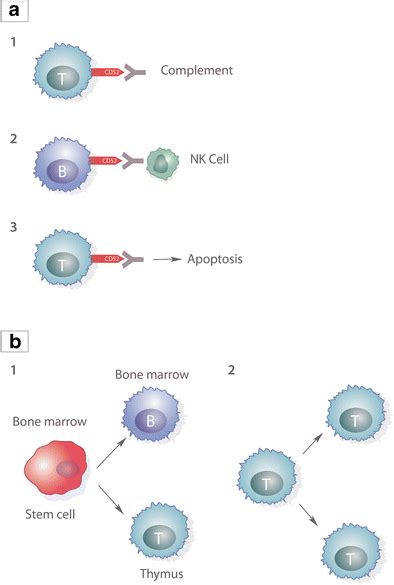 Proposed mechanism of action of alemtuzumab. a Alemtuzumab targets B ...