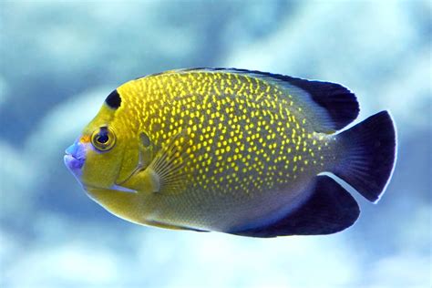 15 Awesome Types of Saltwater Angelfish | Build Your Aquarium