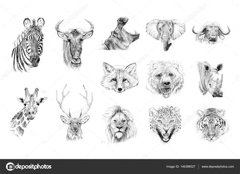 Pictures : animals drawn | Portrait of animals drawn by hand in pencil — Stock Photo ...