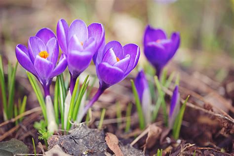 How to Grow and Maintain Spring-Blooming Crocus