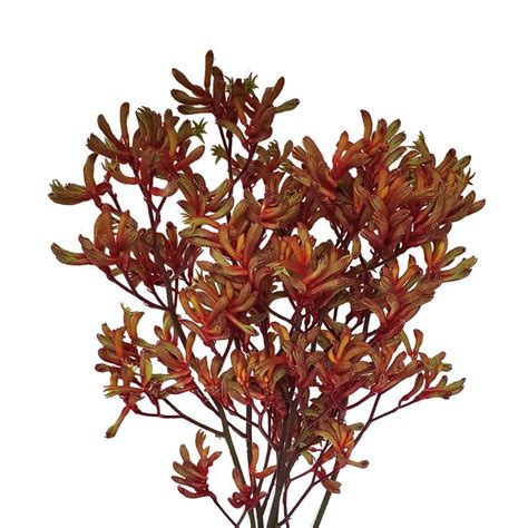 KANGAROO PAW ORANGE in 2024 | Kangaroo paw, Diy wedding flowers ...