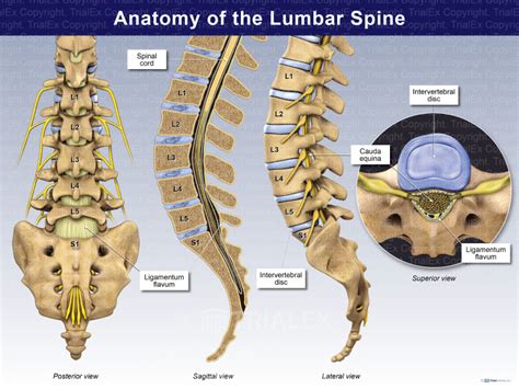 Lumbar Spine Anatomy Overview Gross Anatomy Natural V - vrogue.co