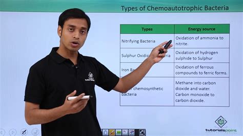 Class 11th – Kingdom Monera Nutrition - Chemoautotrophic Bacteria | Tutorials Point - YouTube