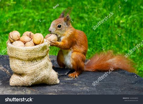 342,111 Squirrel Images, Stock Photos & Vectors | Shutterstock