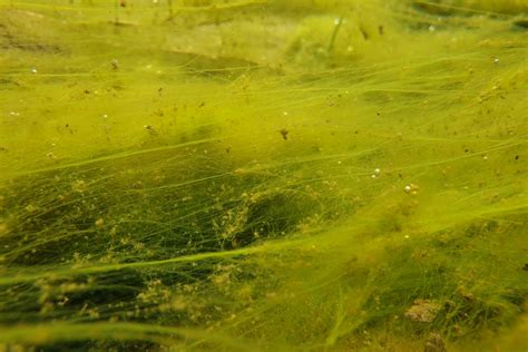 What Are Hair Algae? (Appearance, Early Signs, Types & More) – Pet Fish Online