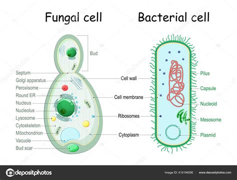 Fungal Cell Structure Stock Illustrations 219 Fungal - vrogue.co