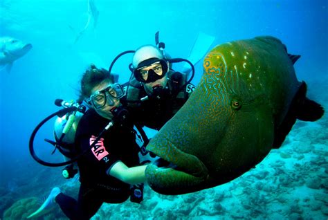 Scuba Diving Port Victoria Jetty Yorke Peninsula South Australia Australia