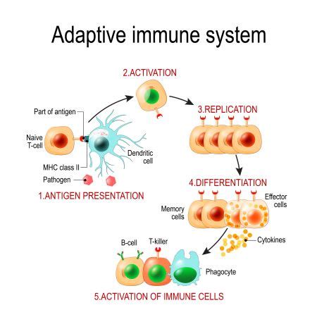 Quiz & Worksheet - Immune System Responses to Pathogens | Study.com