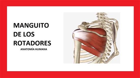 Músculos del MANGUITO DE LOS ROTADORES - Anatomía Humana - YouTube