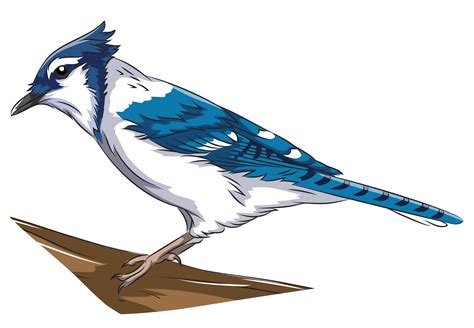 Blue jay clipart. Free download transparent .PNG - oggsync.com