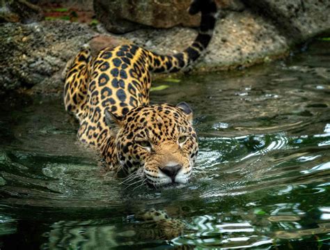 10 Enthralling Jaguar Facts