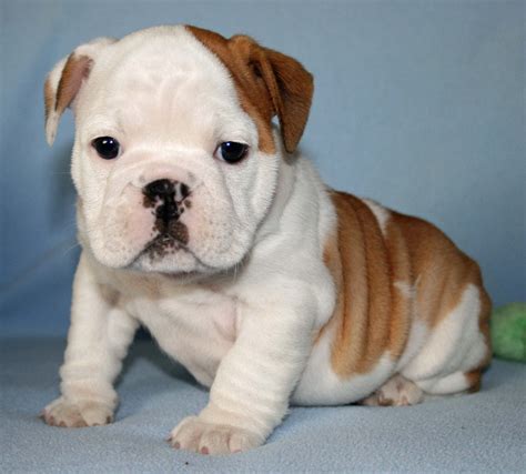 Adorable Bulldog Puppies. For more cute puppies, check out our youtube ...