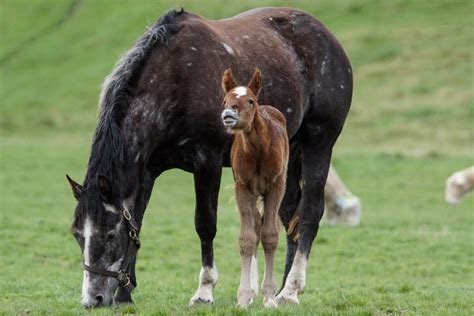 Irish Draught Horse - The Livestock Conservancy