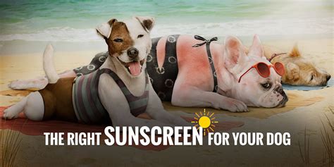 Best Dog Sunscreen — Get The Right Sunblock For Dogs