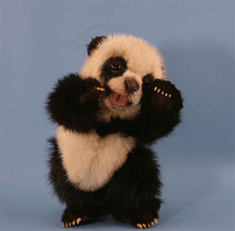 Cute Baby Panda Bears - Bing Images | Baby panda pictures, Panda, Panda bear