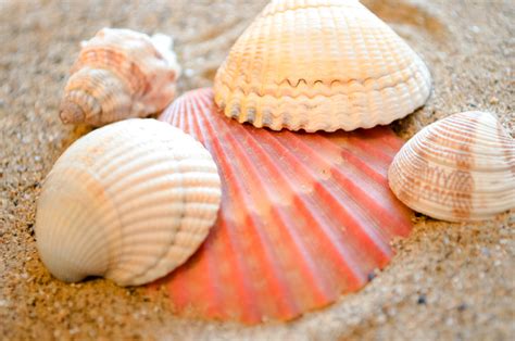 Shell Free Stock Photo - Public Domain Pictures
